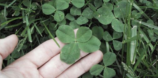 Four leaf clover