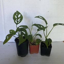 Monstera Adansonii