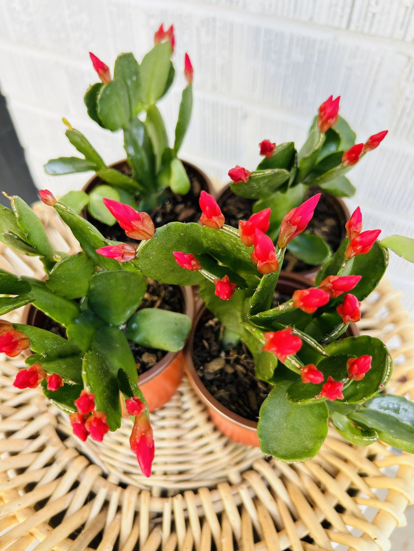 Berry Red Spring Flowering Cactus Live Plant Houseplant 4” Pot Succulent BLOOMING - 5 Each.