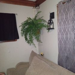 Wall Hanging Plant With Hook