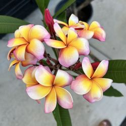 Large, Rooted, Rainbow Plumerias