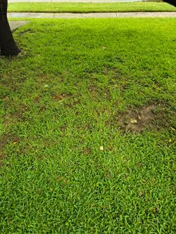 Yard Cut