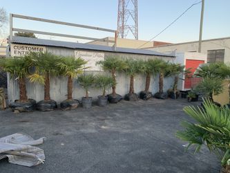 Cold Hardy Windmill Palm Trees! Coastal Palms - Beach landscape!