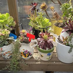 Lots Of Beautiful Succulents 