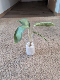 Ghost Aglaonema plant
