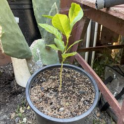 PLANTAS LIMON AMARILLO