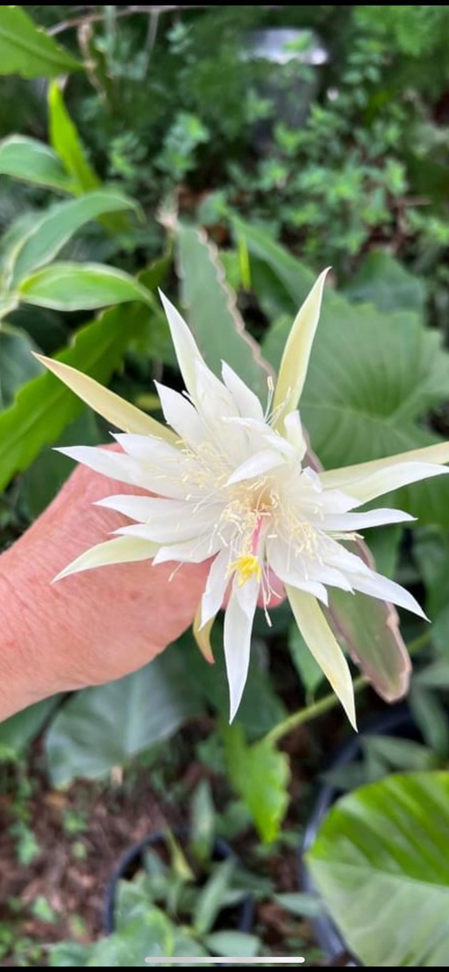 Night Blooming Cereus- Maiden Of The Night