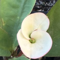 Corona De Cristo My Love 