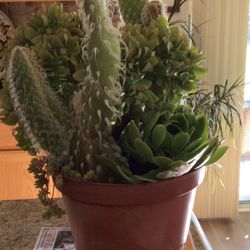 Three Gorgeous Plants In One Planter. Two Succulents And One Cactus Without Prickly Things.