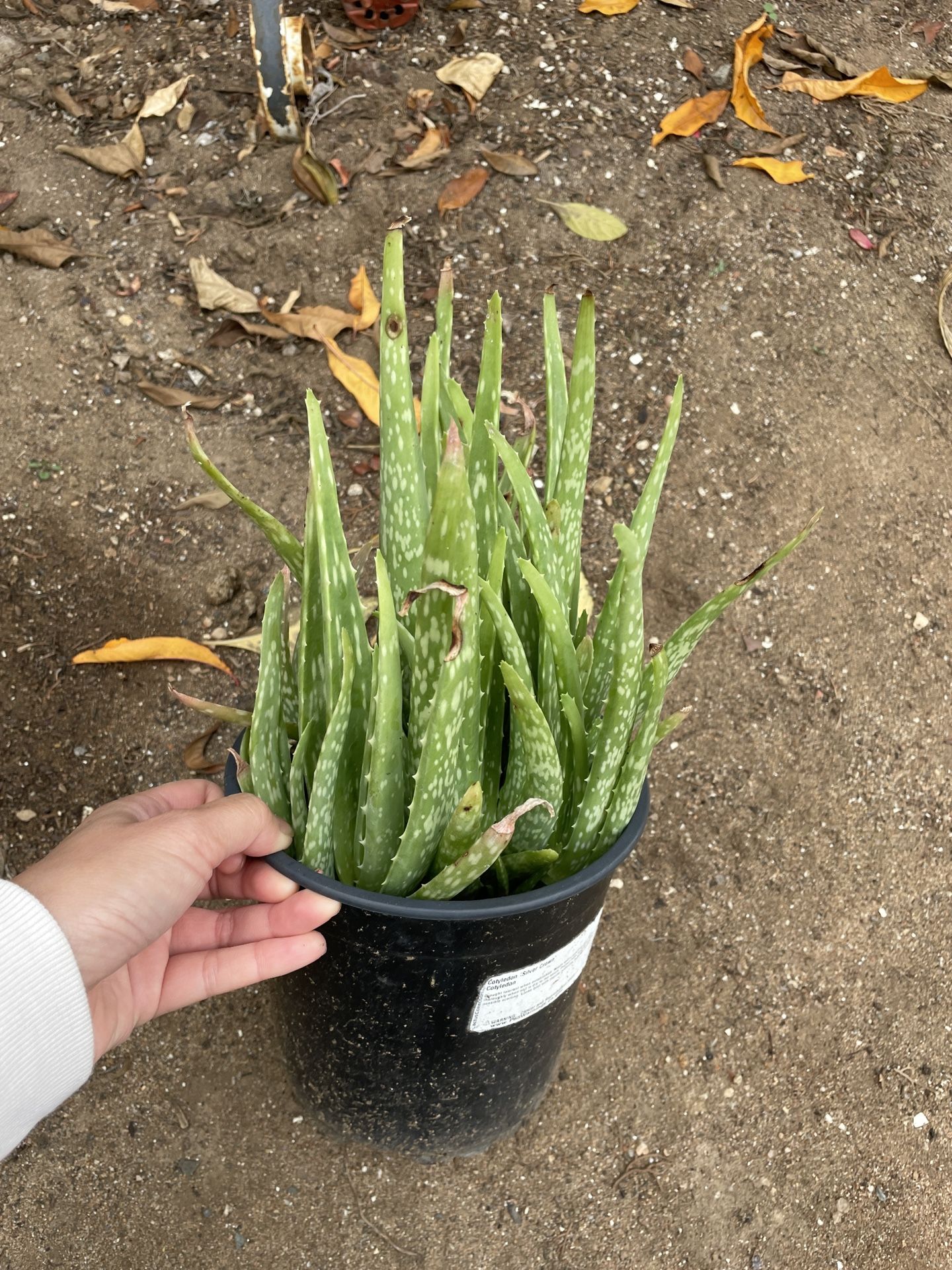 6in Pot Aloe Vera Succulent
