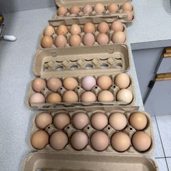 Organic Eggs $5 Each 