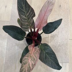 Philodendron pink Birkin