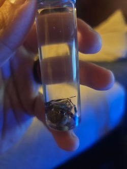 Hentz orbweaver wet specimen