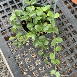 Hoya Mathilde 6 Inches Hanging Pot