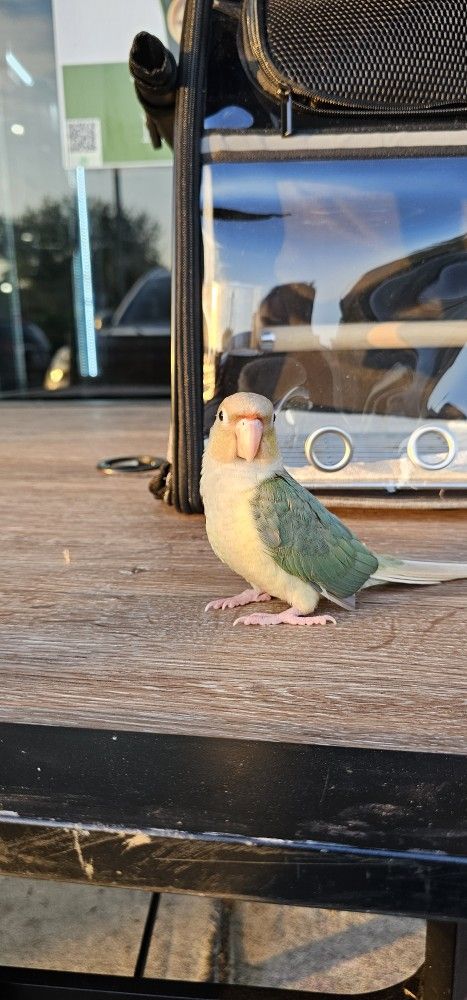 Green Cheek Conure Baby