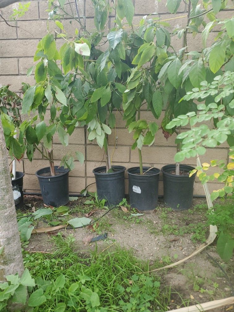 Avocado Plants