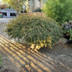 Japanese Maple Tree