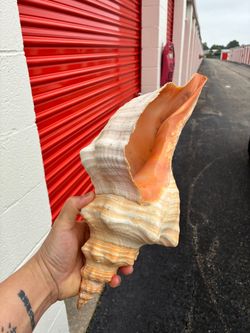 Two Large Natural Queen Conch Shell