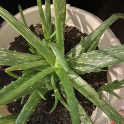 Aloe Vera Pups