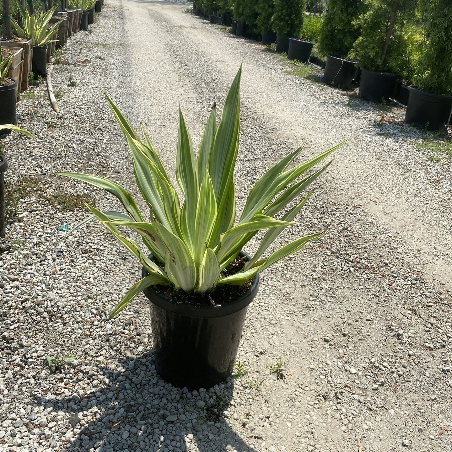 furcraea Foetida False Agave Variegated for Sale in Laguna Beach, CA -  OfferUp