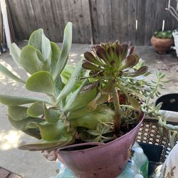Plantas Varias