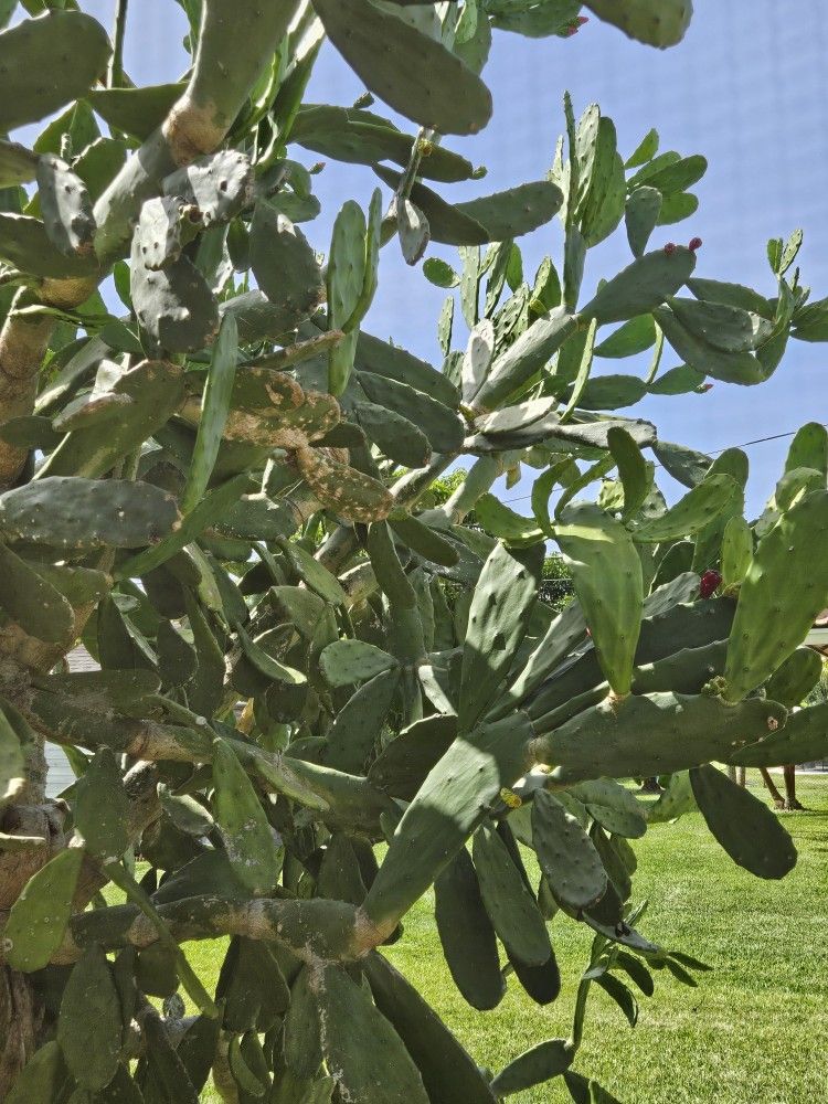 Cactus Leaves 3 For $1