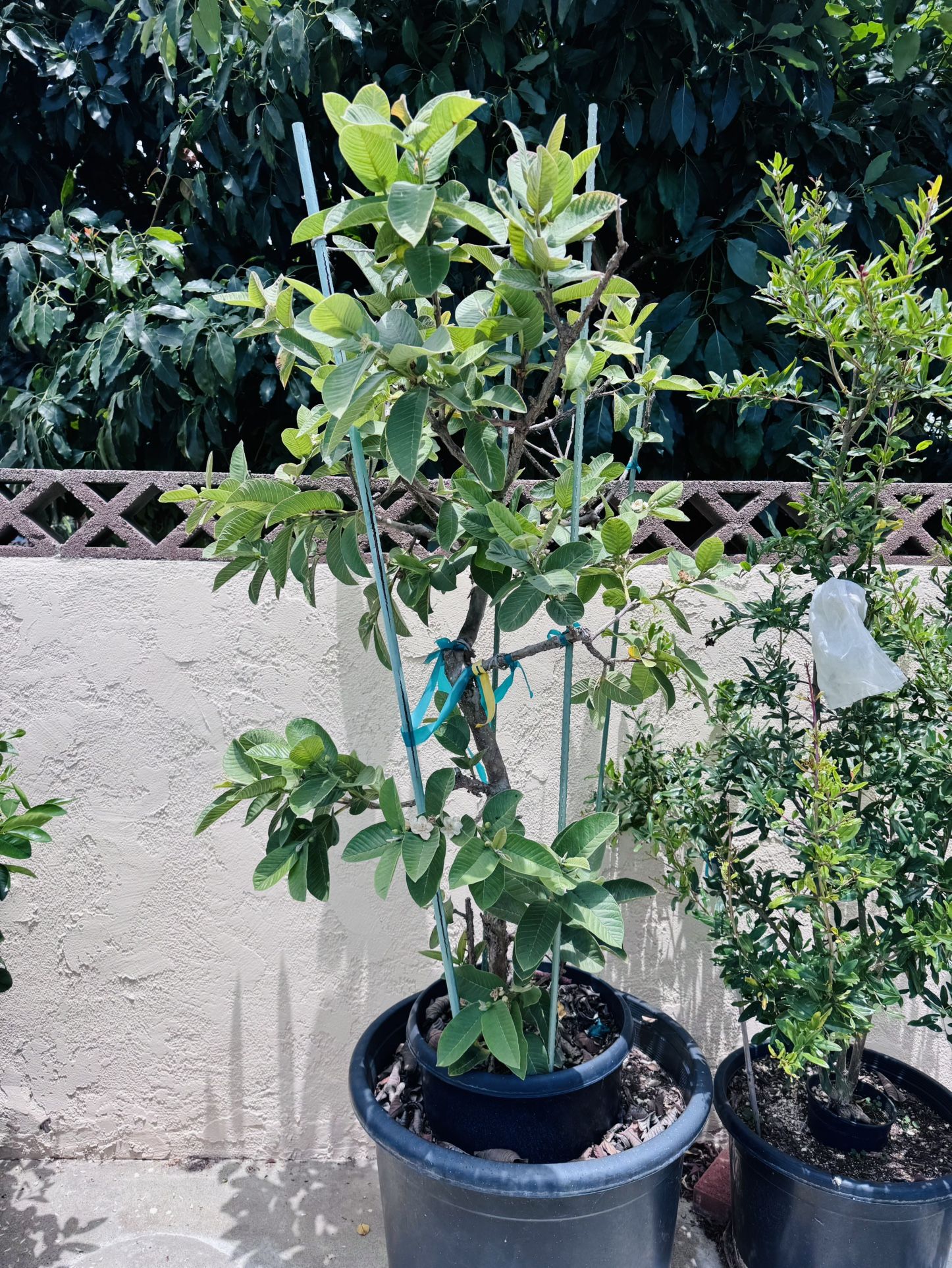 Seedless Dwarf Guava White Tree