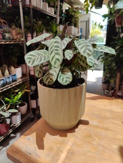 Fishbone Calathea Prayer Plant