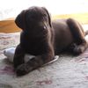 Charlie