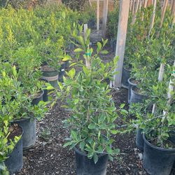 Ficus 5g 