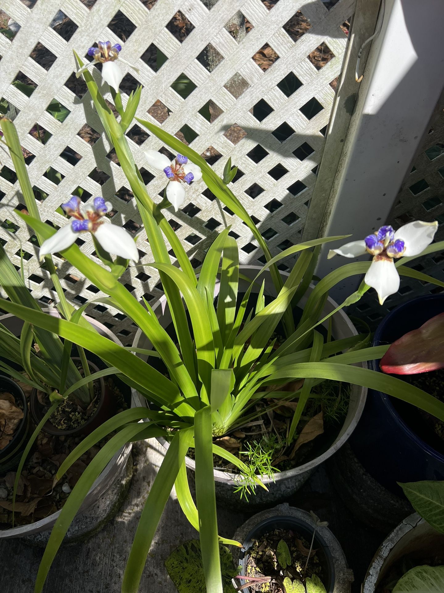 BLOOMING IRIS PLANT IN PLASTIC POT FOR SALE IN LARGO