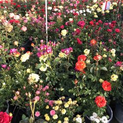 Rose Bushes (Rosa’s )flowers Gift Mother’s Day 