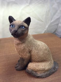 Beautiful cat very heavy
