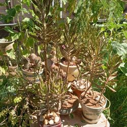 Purple 💜🟣 Nopal 