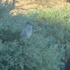 Jay