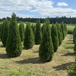 5-6 And 6-7 Foot Privacy trees Free Delivery ! 