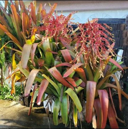 AMAZING Aechmea Blanchetiana (Variety of Colors) PLANTS