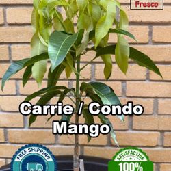 Matas De Mango Ingertadas