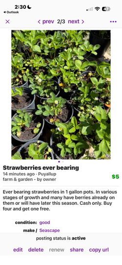 Strawberries, ever bearing