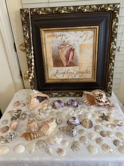 Shell picture & loose shells