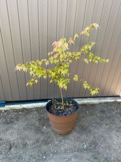 Japanese maple