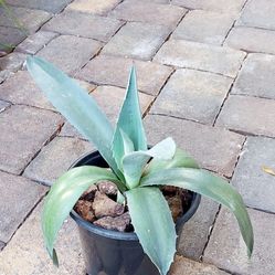 Living Plant 🌱 Agave Americana on 7"H Pot ::: Outdoor