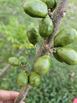 Red Hog Plum $ 20 Each 