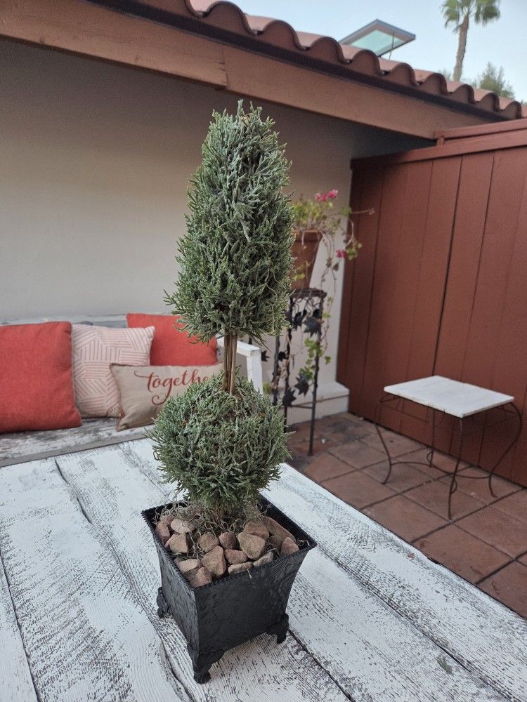 Decorative Topiary