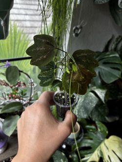 Duckfoot Passiflora