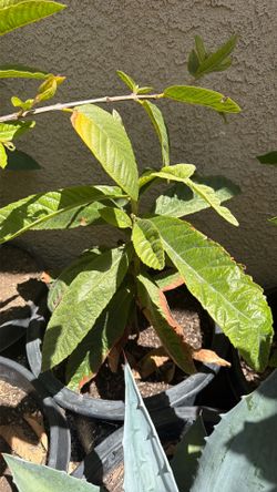 Mispero