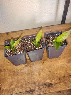 Anthurium superbum (house plant)