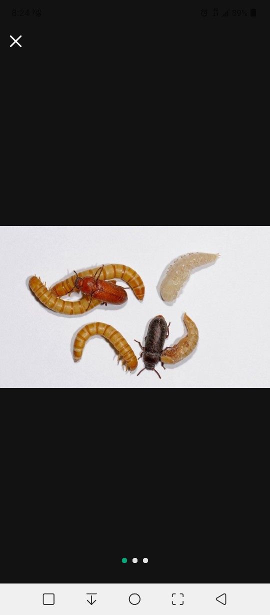 Mealworms