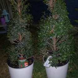 Topiary Trees