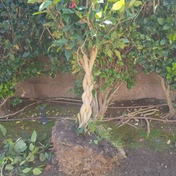 Small Plant 50 Dollars 